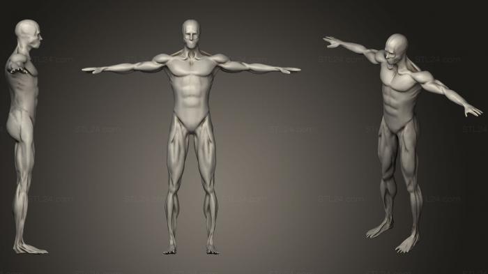 Анатомия мужской мышцы